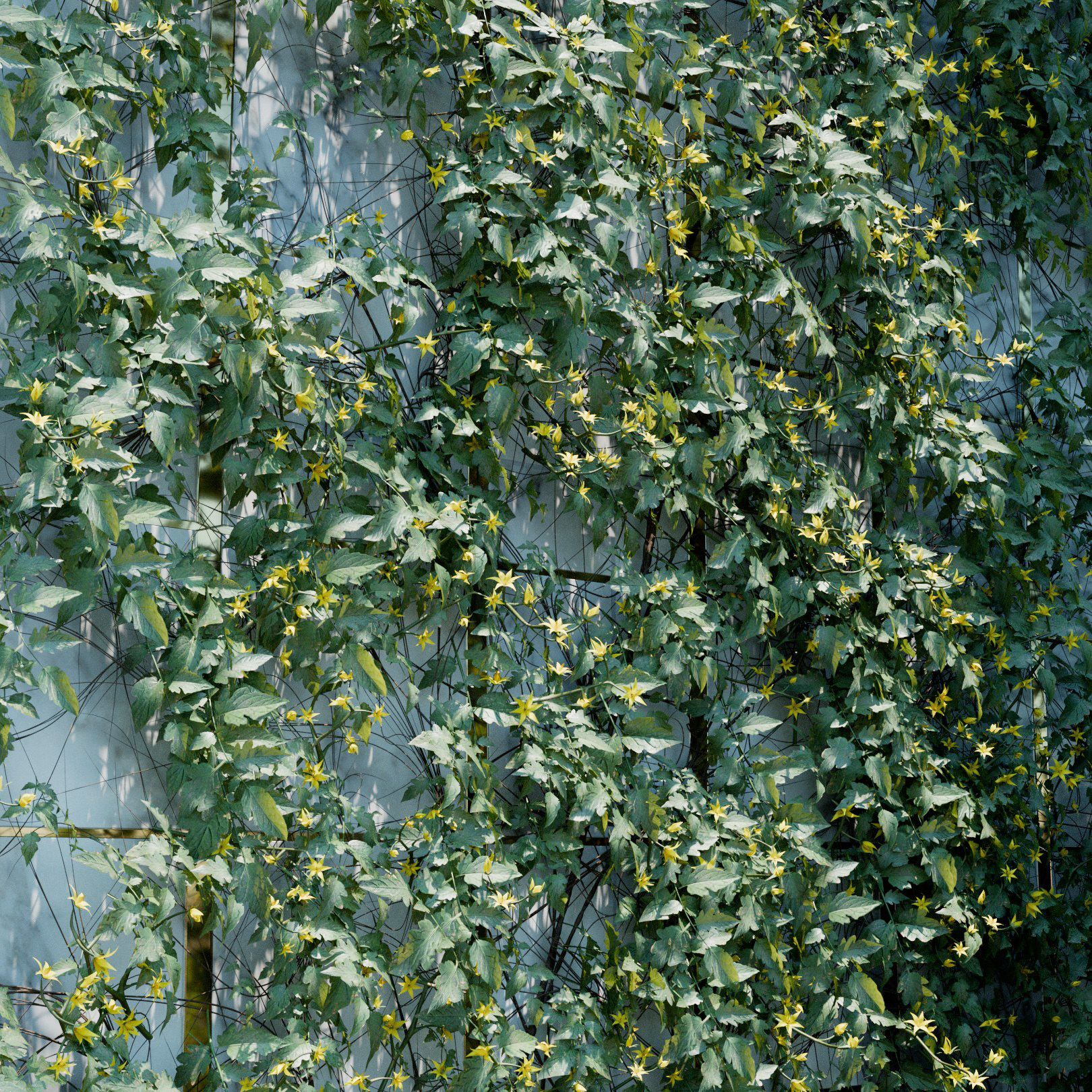 Solanum Lycopersicum Ivy Preset